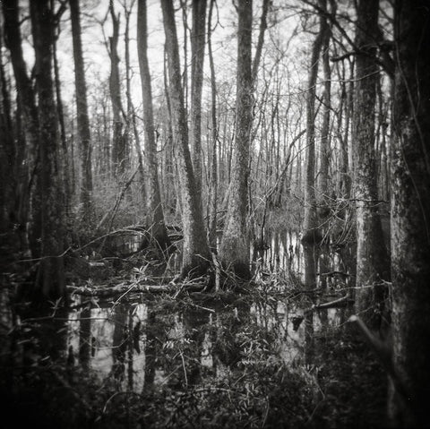 Haunted Swamp, Holga Print Lost Kat Photography