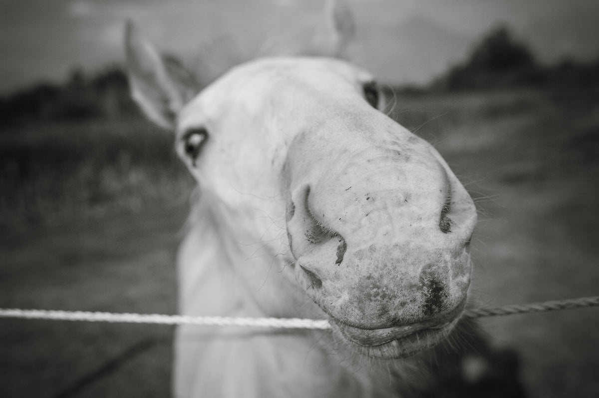 Baby Stallion Black and White Modern Art Print - Photography