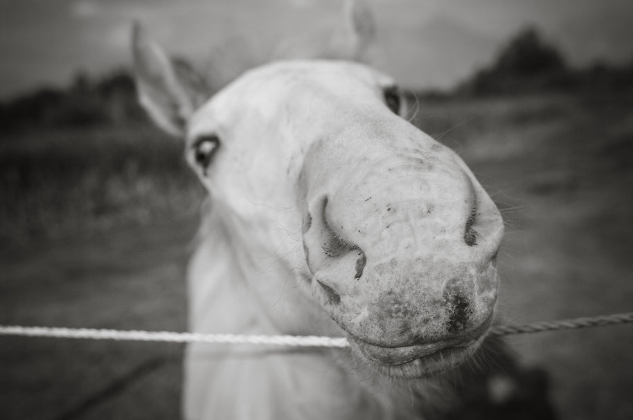 Baby Stallion Black and White Modern Art Print - Photography
