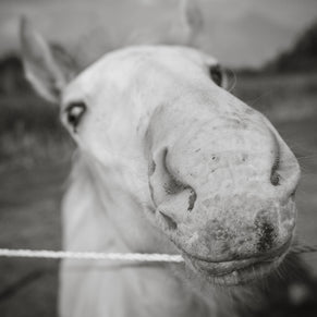 Baby Stallion Black and White Modern Art Print - Photography