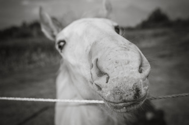 Baby Stallion Black and White Modern Art Print - Photography