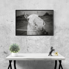 Baby Stallion Black and White Modern Art Print - Photography