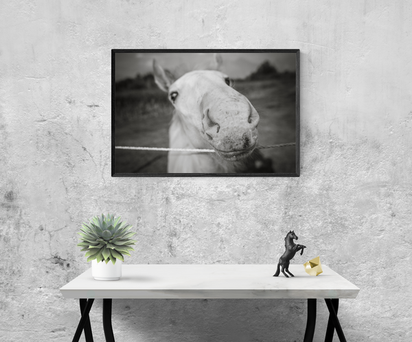 Baby Stallion Black and White Modern Art Print - Photography