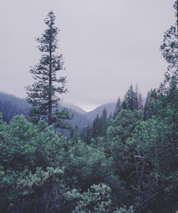 Minimalist California Forest Photography Sierra Nevada