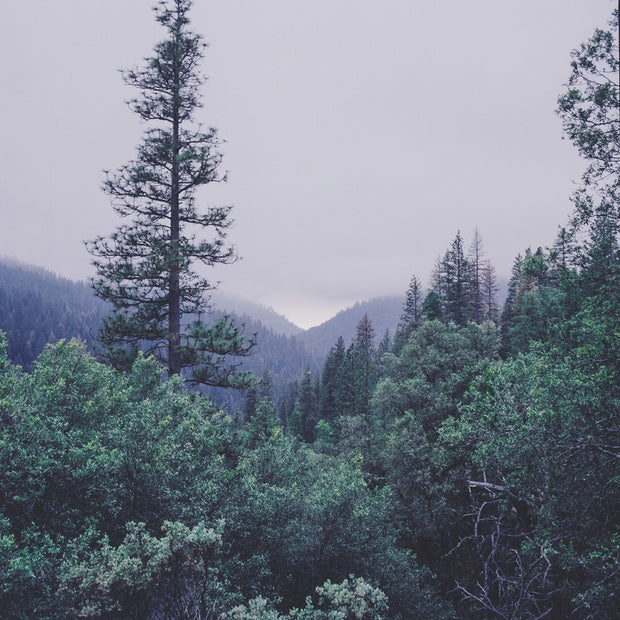 Minimalist California Forest Photography Sierra Nevada