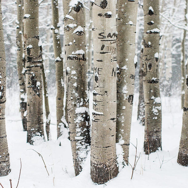 Snowy Birch Forest Photo Print Colorado Nature Photography