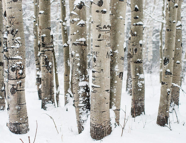 Snowy Birch Forest Photo Print Colorado Nature Photography