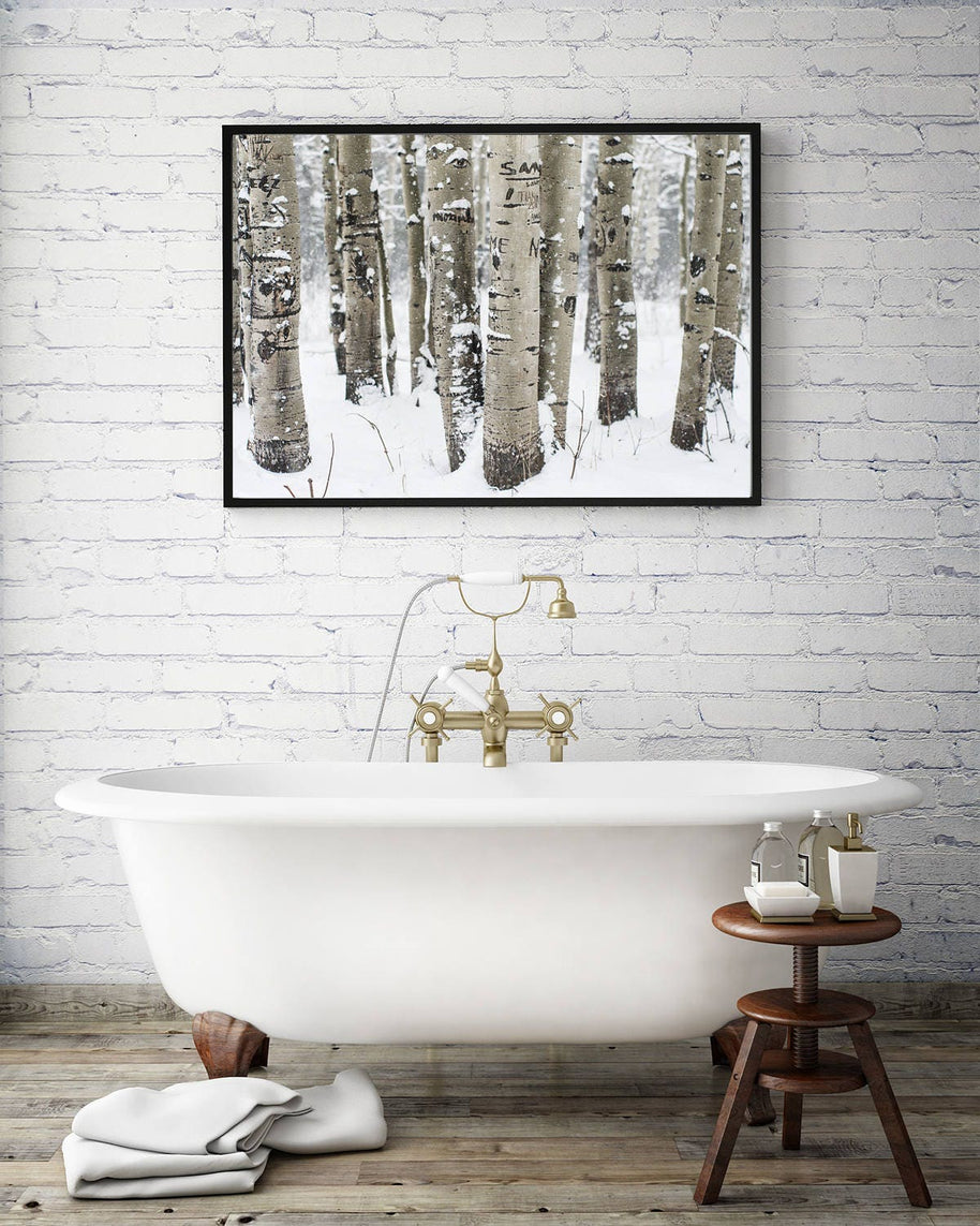 Snowy Birch Forest Photo Print Colorado Nature Photography