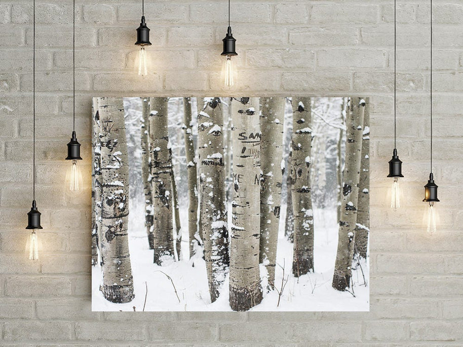 Snowy Birch Forest Photo Print Colorado Nature Photography