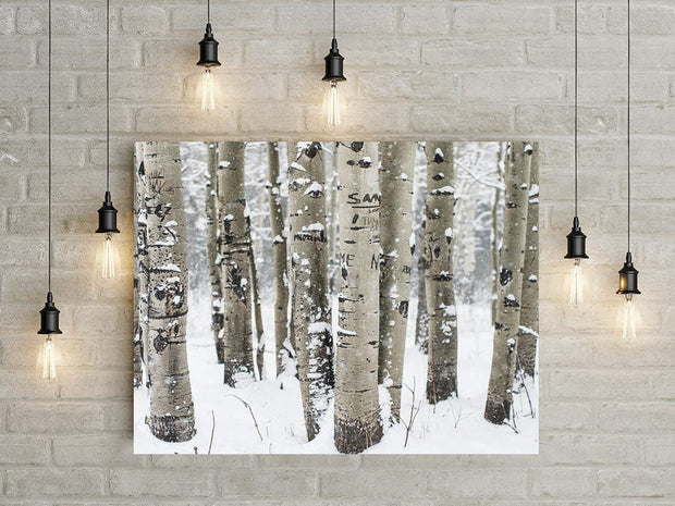 Snowy Birch Forest Photo Print Colorado Nature Photography