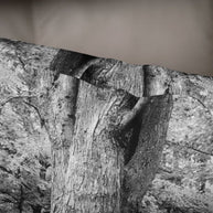 Tree Roots Throw Pillow Cover Nature Decor - Pillows