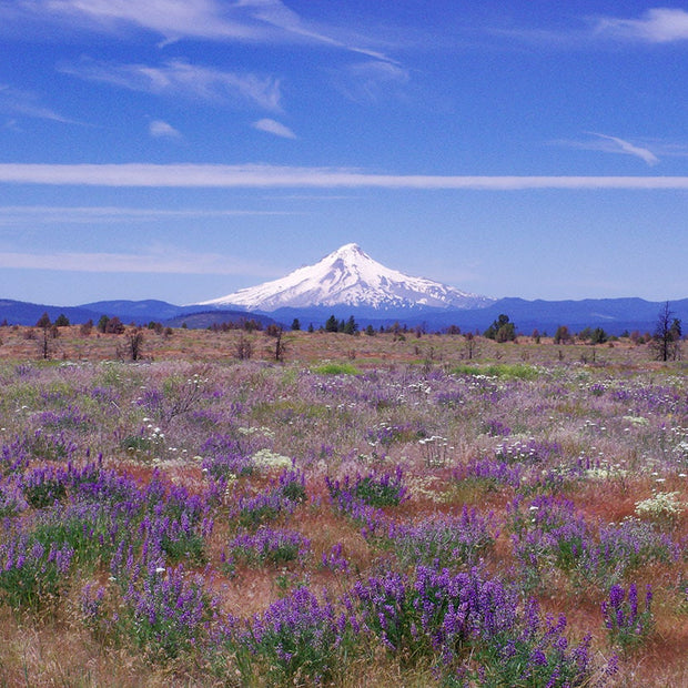 Mt Hood Mountain Photography Oregon Landscape