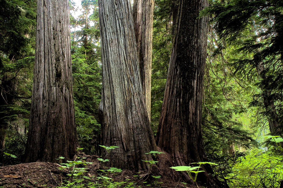 Pacific Northwest Cedar Forest Photo Print Nature