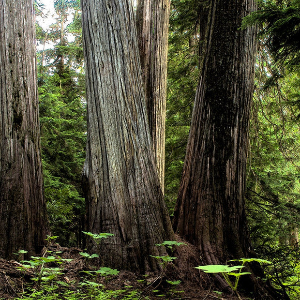 Pacific Northwest Cedar Forest Photo Print Nature