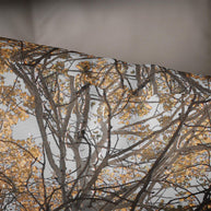 Autumn Decor White Aspen Tree Throw Pillow Cover Forest