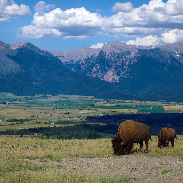 Mountains and Bison Photo Print Montana Landscape -