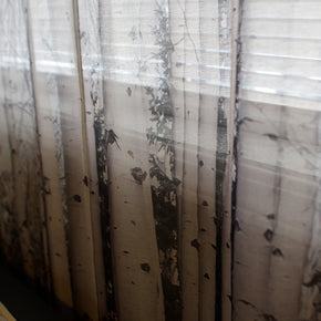 Trees of Reason Birch Forest Window Curtains 50x84 Sheer