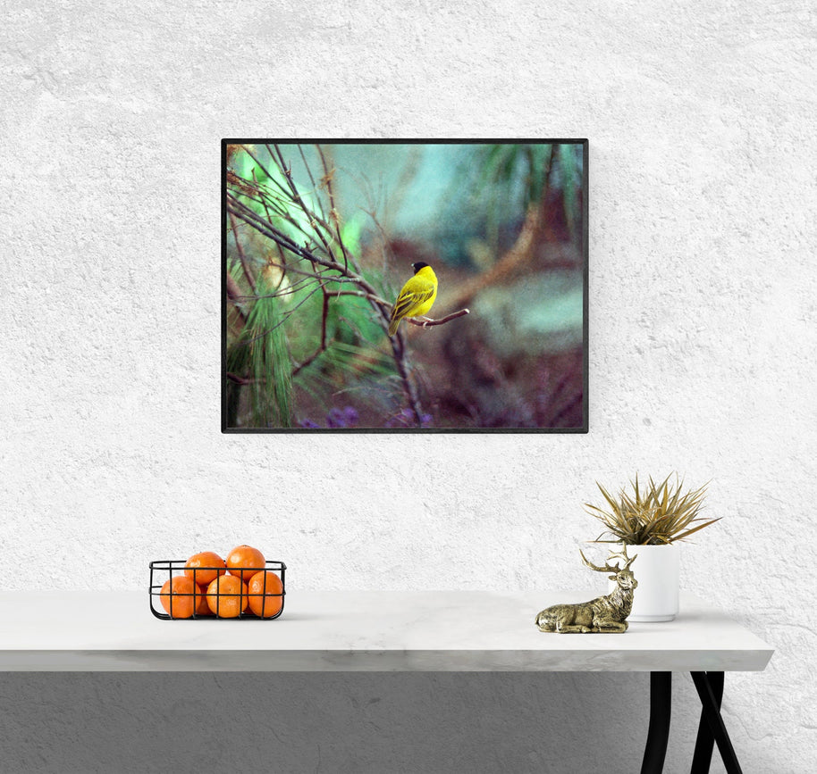 Dreamy Finch Photo Bird Nature Photography Yellow Canary