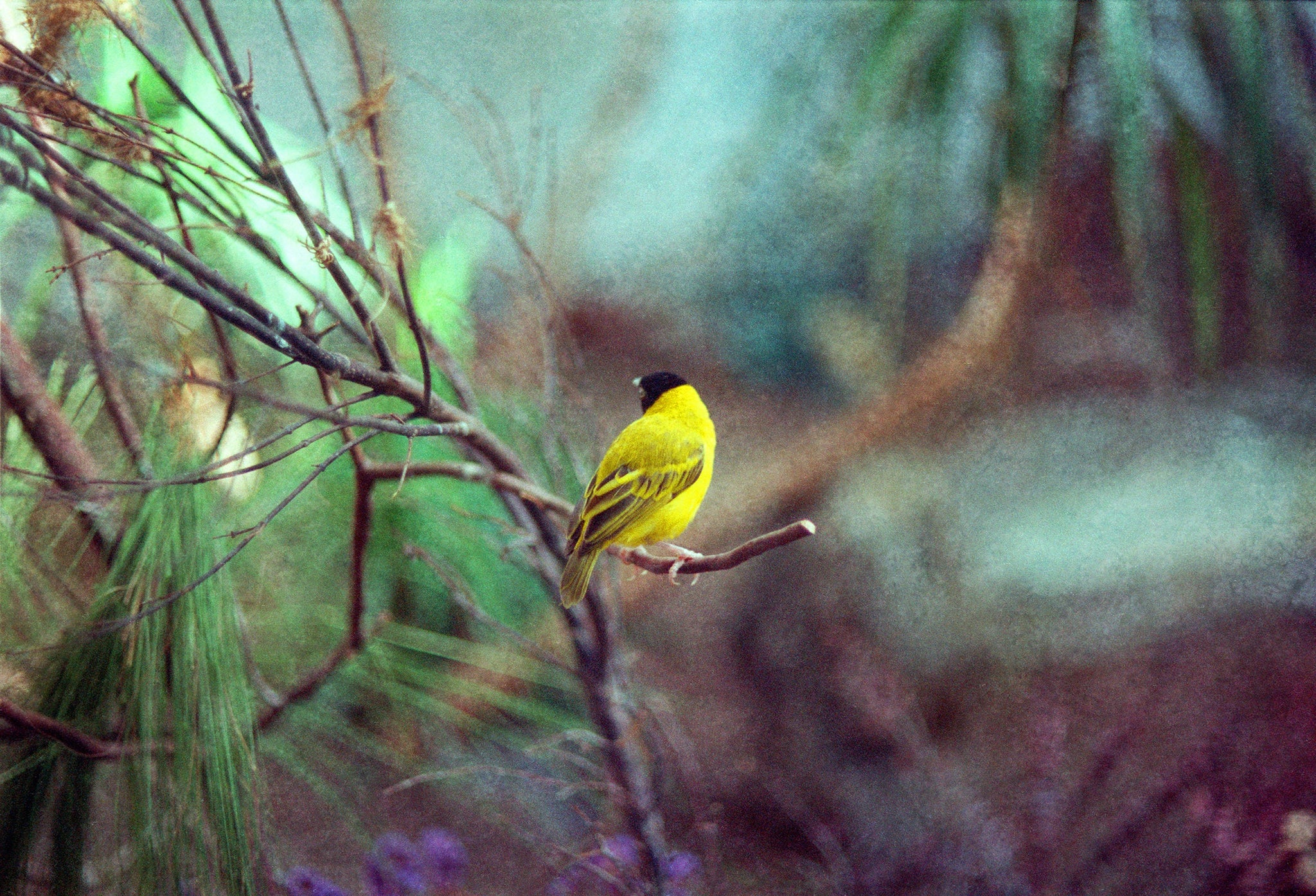 Dreamy Finch Photo Bird Nature Photography Yellow Canary