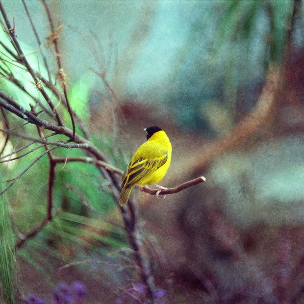 Dreamy Finch Photo Bird Nature Photography Yellow Canary