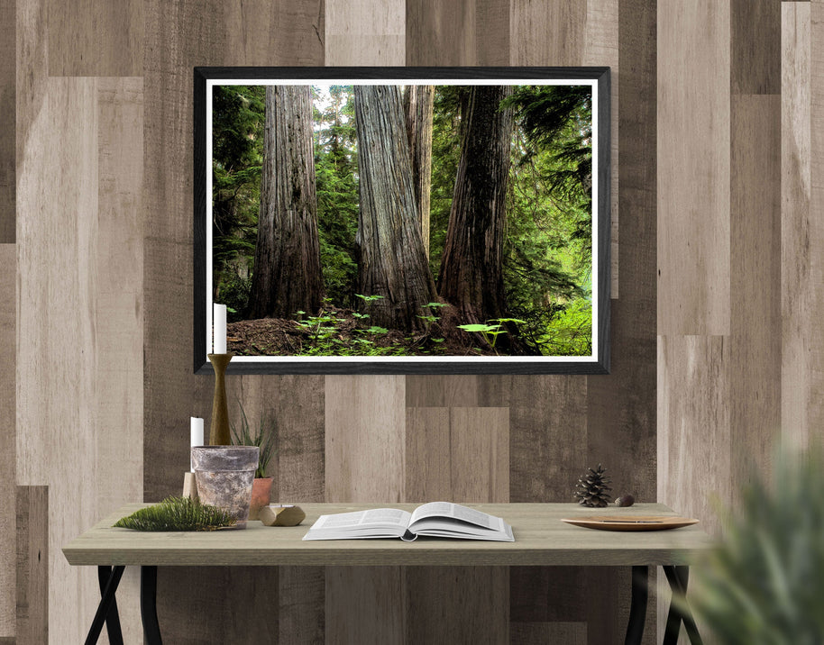 Pacific Northwest Cedar Forest Photo Print Nature