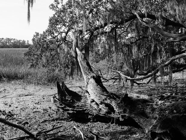 Georgia Coast Photo Print Skidaway Island Nature Photography