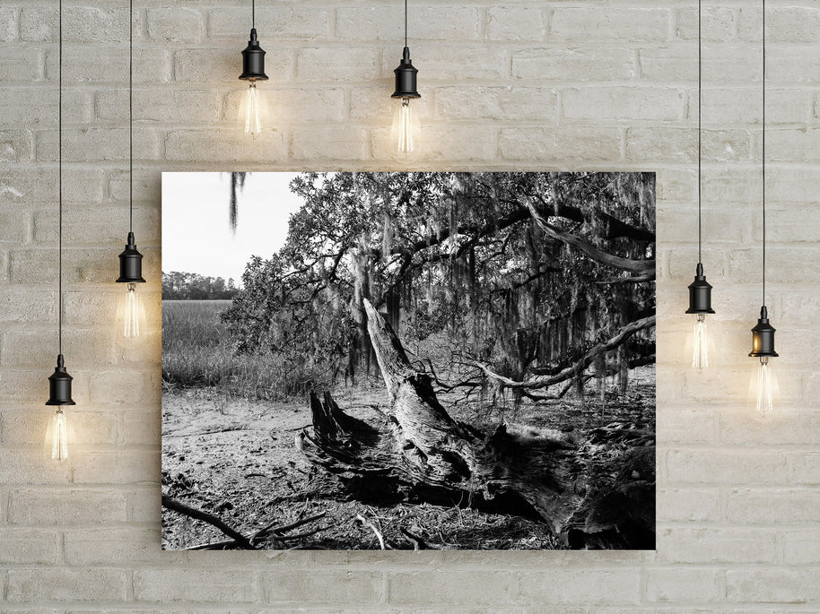 Georgia Coast Photo Print Skidaway Island Nature Photography