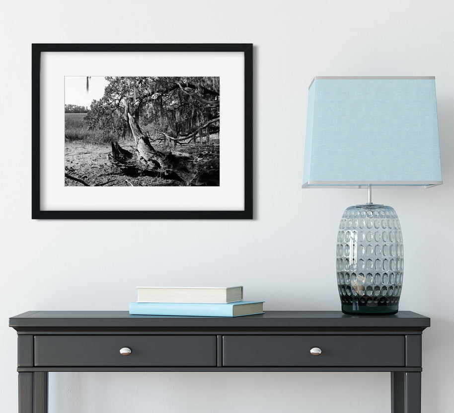 Georgia Coast Photo Print Skidaway Island Nature Photography