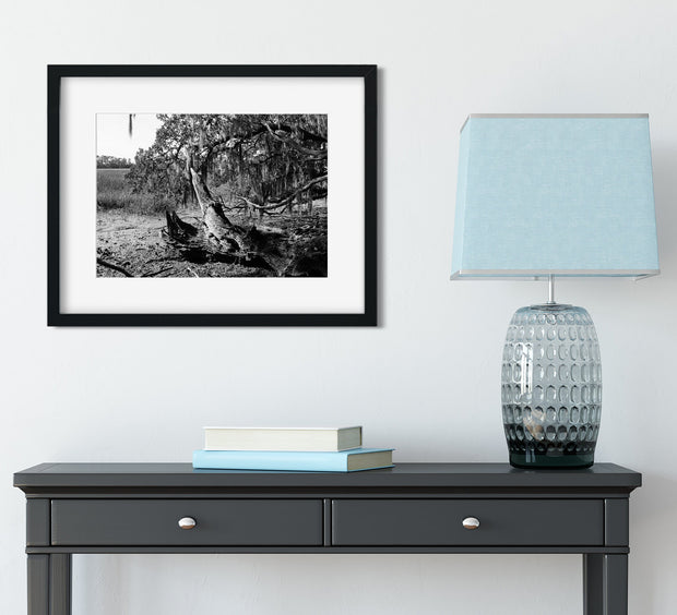Georgia Coast Photo Print Skidaway Island Nature Photography