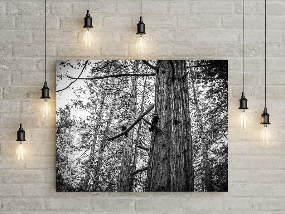 Ravens in Sequoia Tree Photo Print Black and White Nature