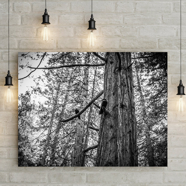 Ravens in Sequoia Tree Photo Print Black and White Nature