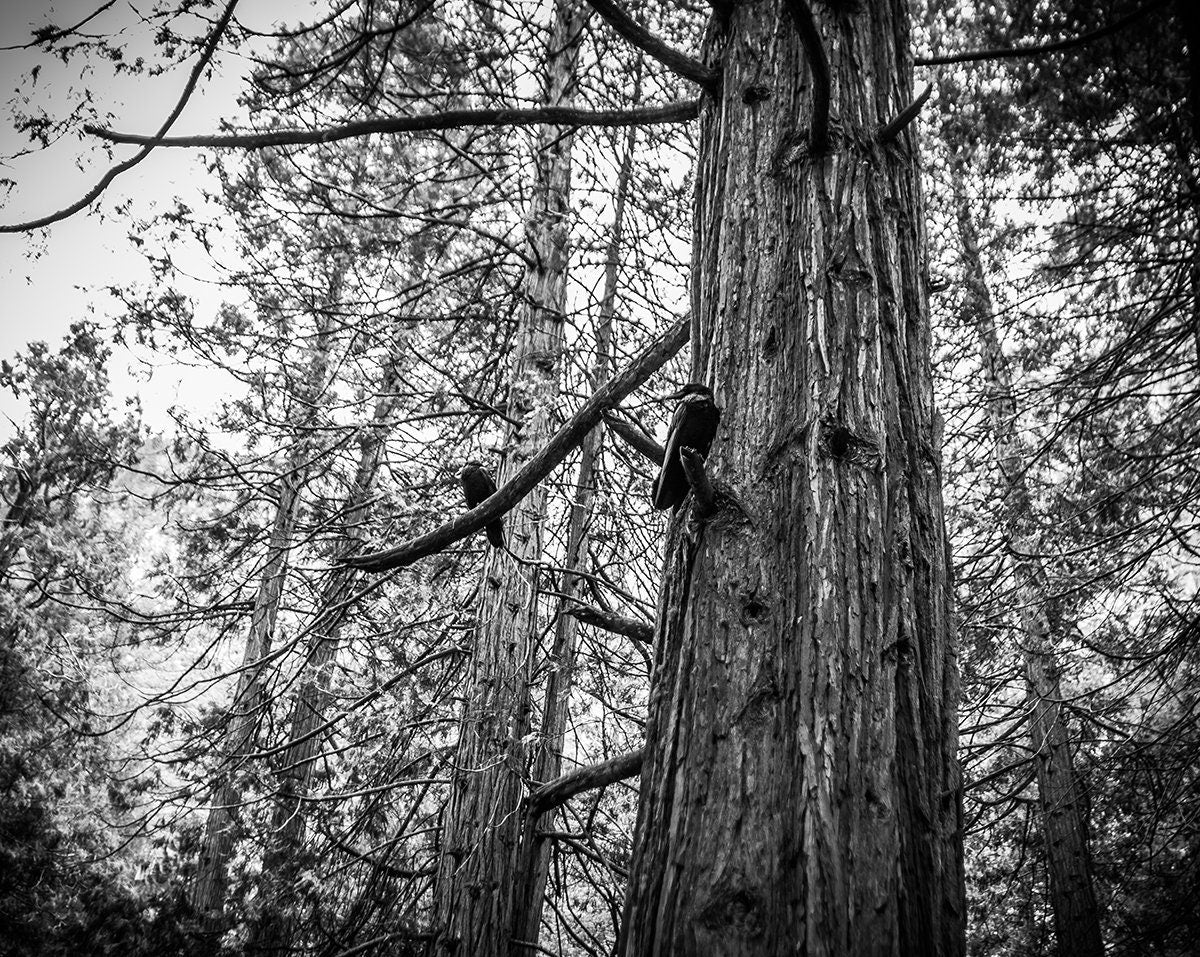 Ravens in Sequoia Tree Photo Print Black and White Nature