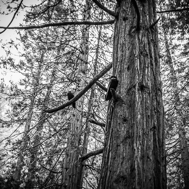 Ravens in Sequoia Tree Photo Print Black and White Nature