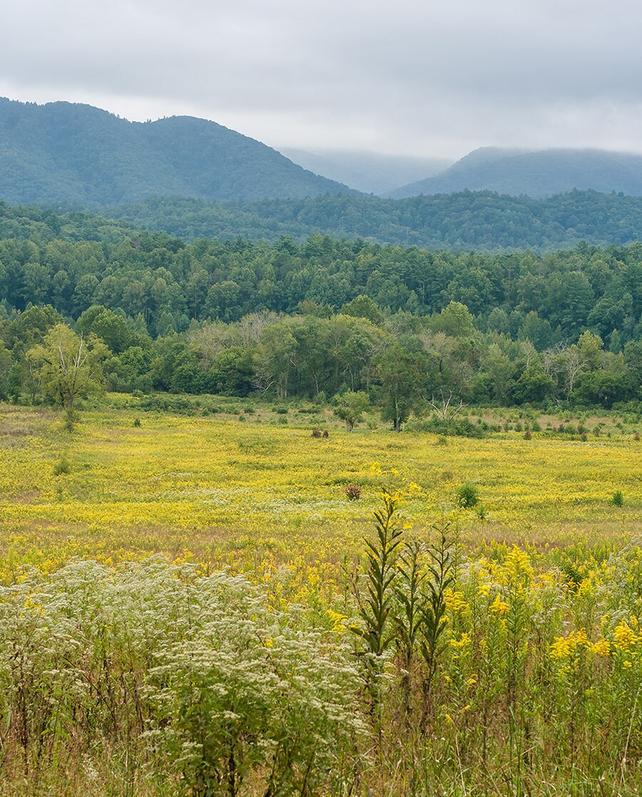 Flowering Meadow Photo Print Smoky Mountains National Park -