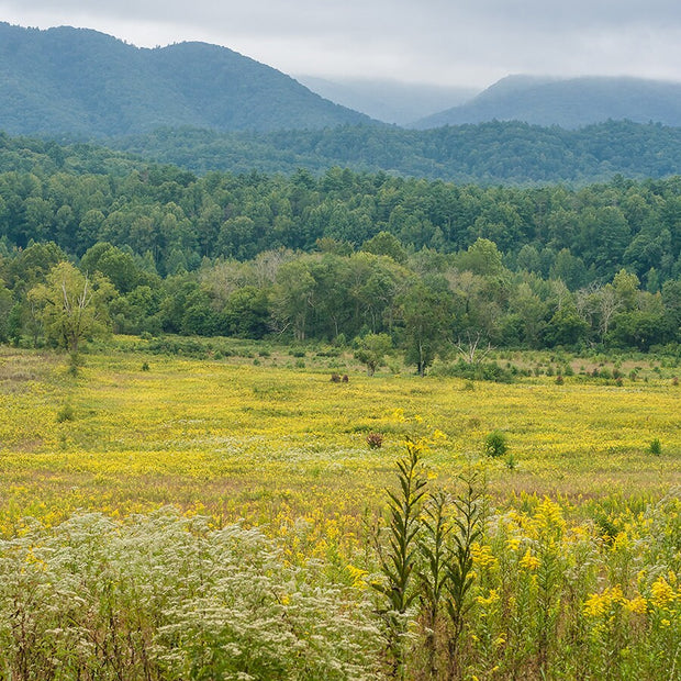 Flowering Meadow Photo Print Smoky Mountains National Park -
