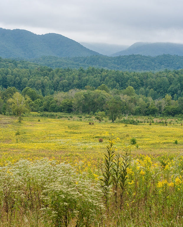 Flowering Meadow Photo Print Smoky Mountains National Park -