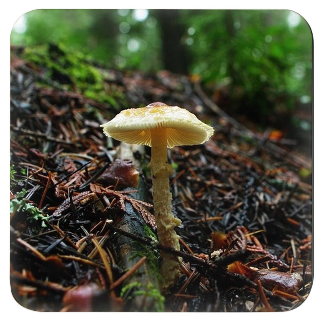 Woodland Mushrooms 4 Piece Coaster Set, Pacific Northwest Forest