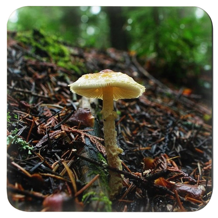 Woodland Mushrooms 4 Piece Coaster Set, Pacific Northwest Forest