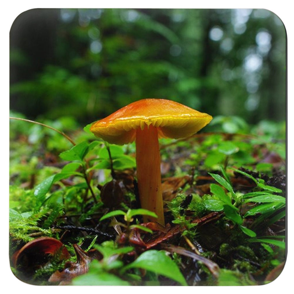 Woodland Mushrooms 4 Piece Coaster Set, Pacific Northwest Forest