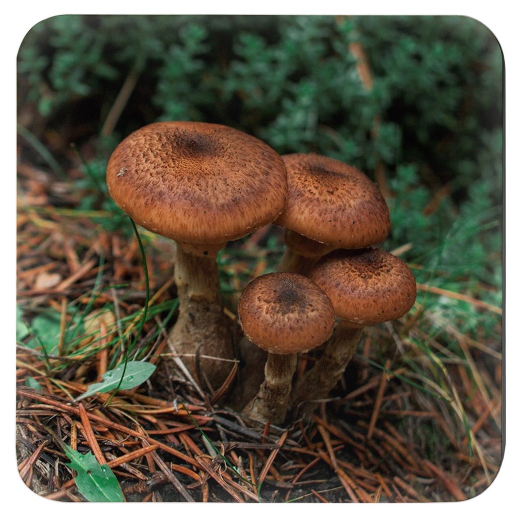 Woodland Mushrooms 4 Piece Coaster Set, Pacific Northwest Forest