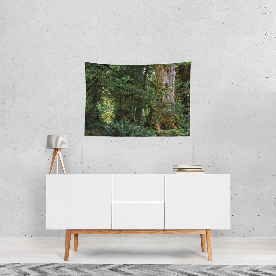 Old Growth Forest Tapestry Olympic Peninsula Nature -