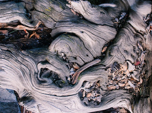 Marbled Roots Photographic Print Washington Coast Olympic