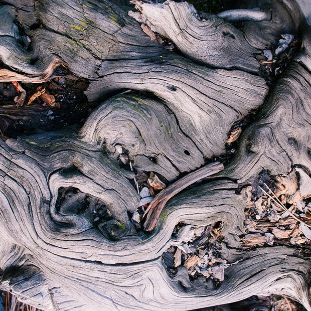 Marbled Roots Photographic Print Washington Coast Olympic