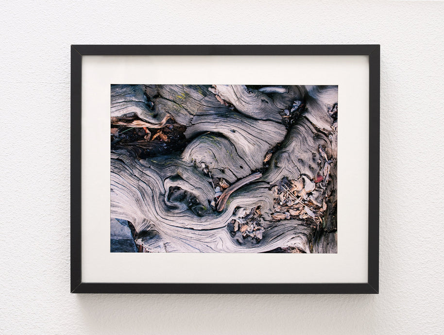 Marbled Roots Photographic Print Washington Coast Olympic