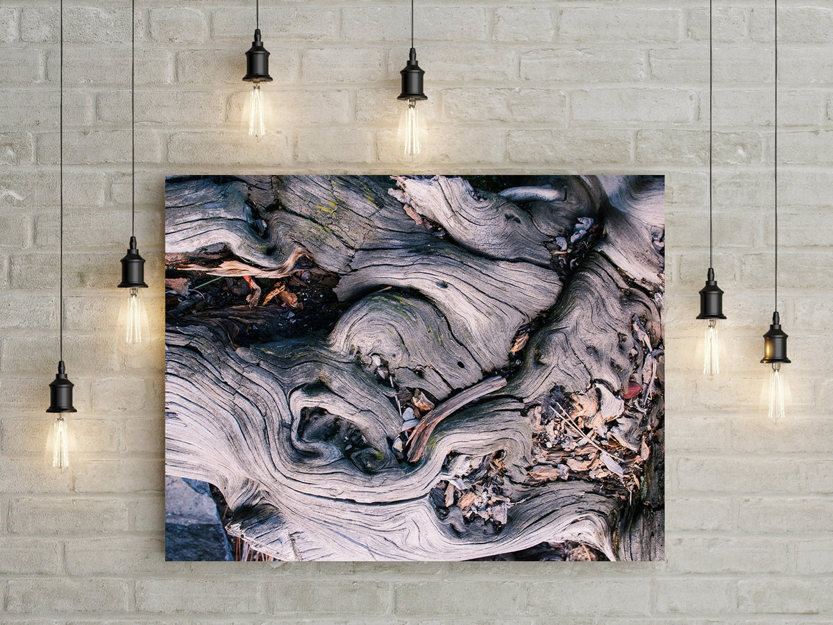Marbled Roots Photographic Print Washington Coast Olympic