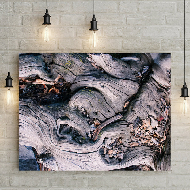 Marbled Roots Photographic Print Washington Coast Olympic