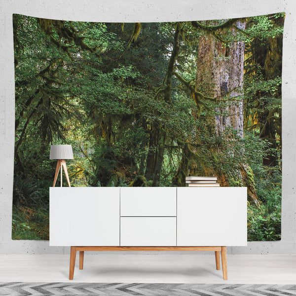 Old Growth Forest Tapestry Olympic Peninsula Nature -
