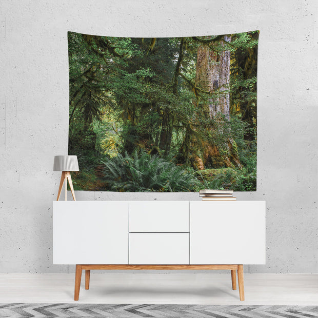 Old Growth Forest Tapestry Olympic Peninsula Nature -
