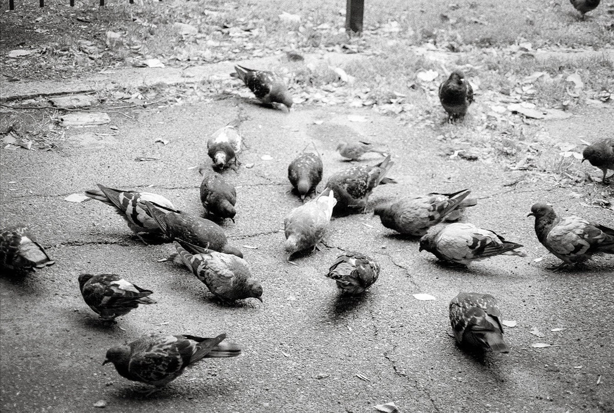 Pigeons in Palermo Art Print Buenos Aires Argentina -