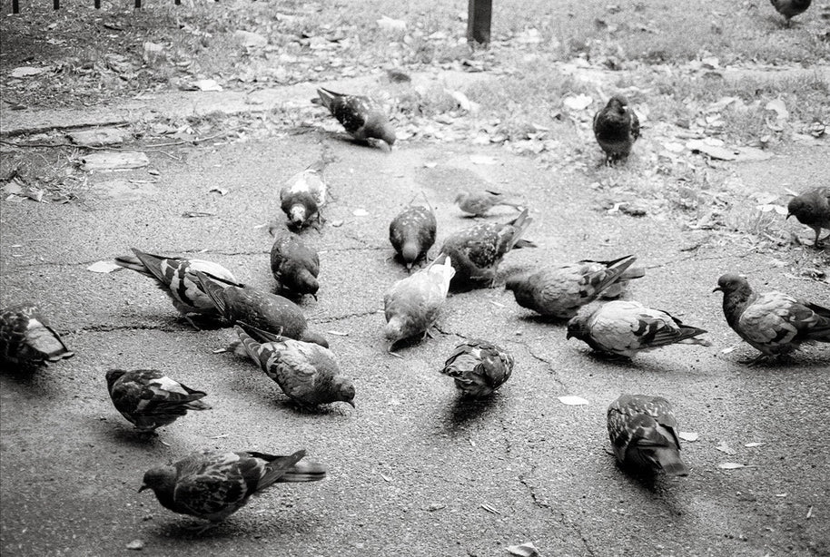 Pigeons in Palermo Art Print Buenos Aires Argentina -